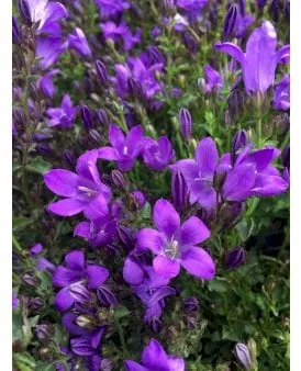 Krypende klokkeblomst